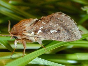 Adult porina moth