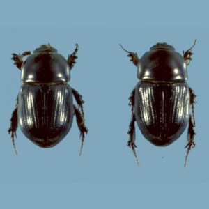 Black beetle male and female