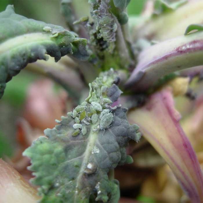 Aphid Transmission Of Plant Viruses Gray
