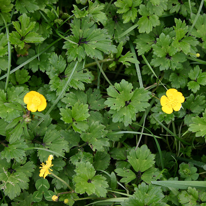 AgPest Creeping Buttercup