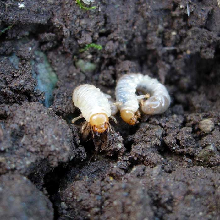 Grass-grub-3rd-instar-larvae.jpg