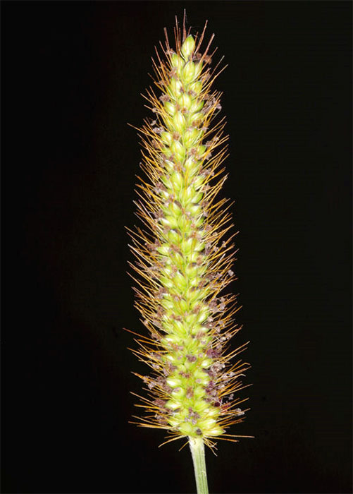 AgPest » Yellow bristle grass