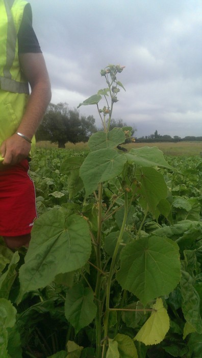 velvet-leaf-scale-shotwebres