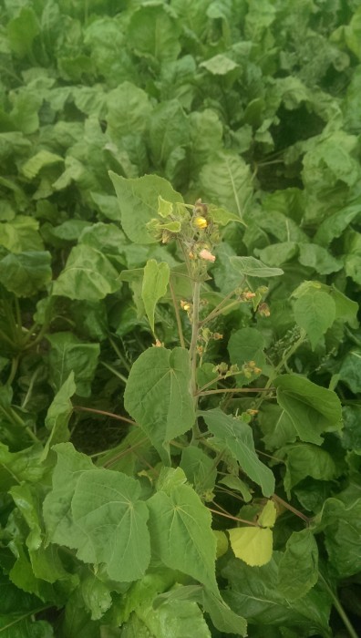 velvetleaf-mid-shotwebres