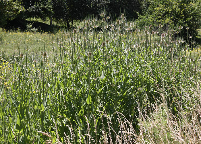 agpest-wild-teasel-or-fuller-s-teasel