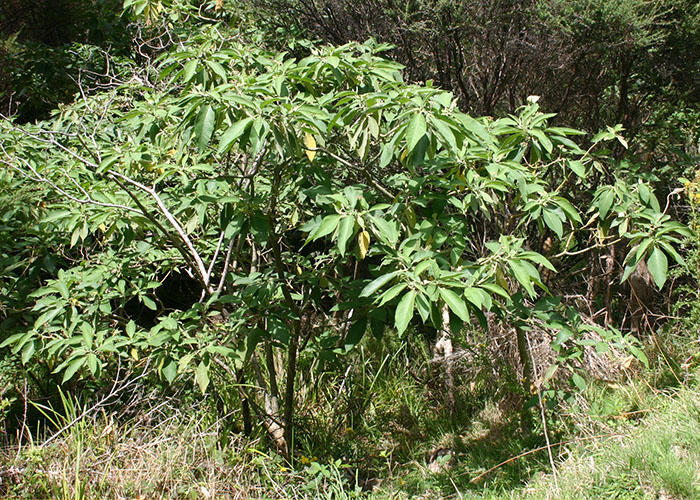 AgPest » Woolly nightshade