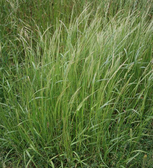 AgPest » Vulpia hair grass, silvergrass